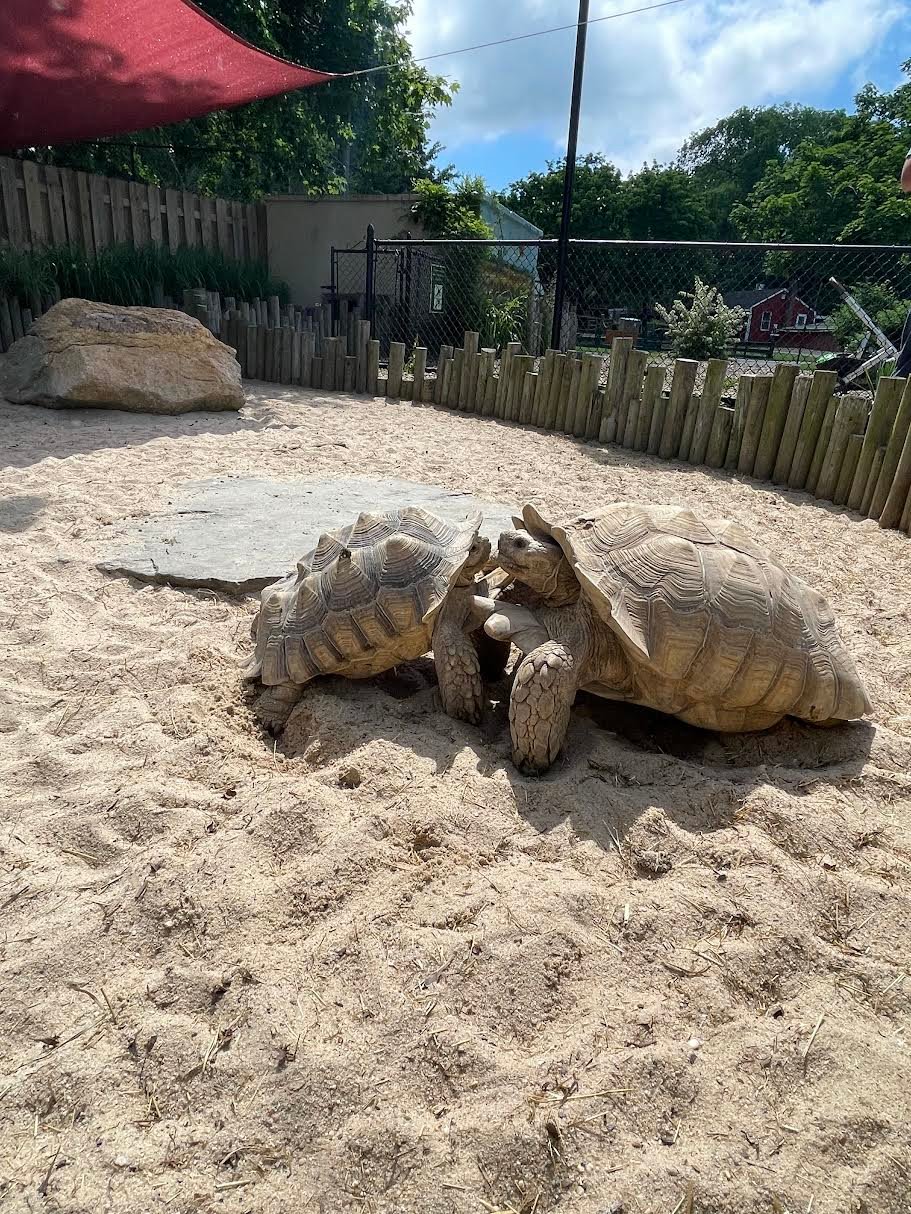 The tortoises need special care due to their size and can reach over 200 pounds. The game farm offers them permanent homes for their lifetime of over 80 years. They are the third-largest species of tortoise in the world, after the Galapagos and the Aldabra.
